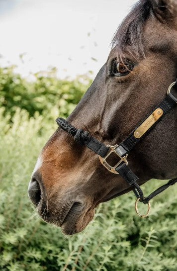 Têtière Licol de controle - Kentucky