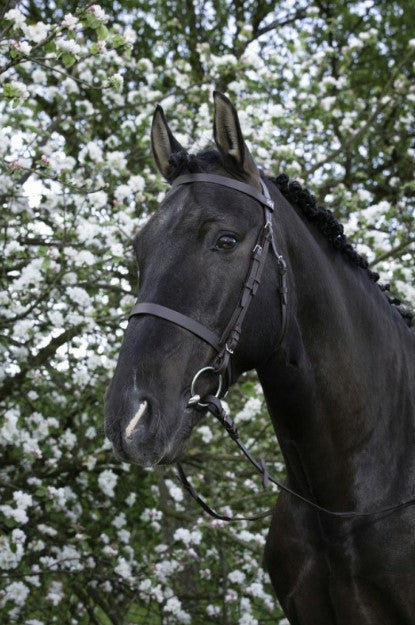 Bridon "Muserolle Française" - Riding World