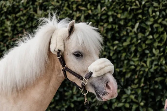 Licol mouton en cuir  - Kentucky