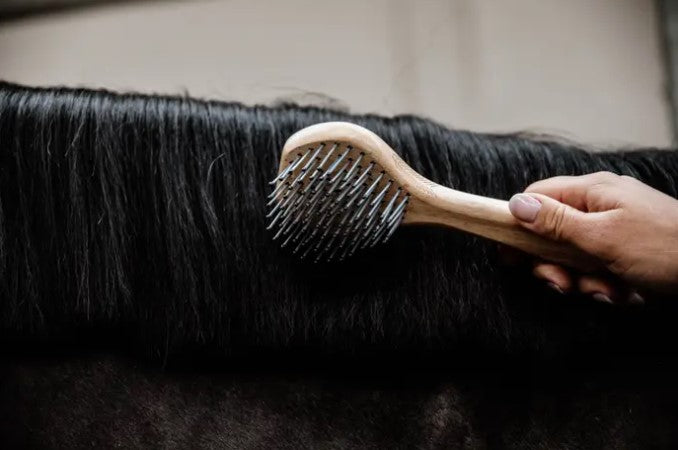 Brosse à Crin - Kentucky