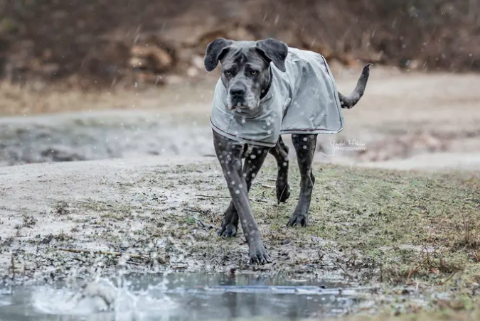 Veste Imperméable - Kentucky