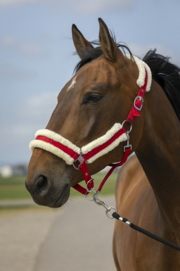 Licol Nylon Mouton - Equitheme