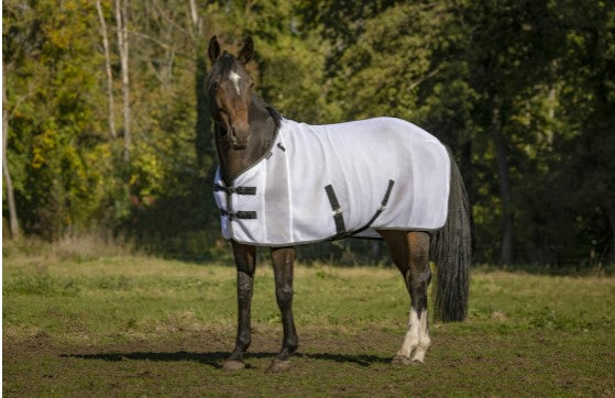 Chemise Mesh 3D - Equitheme